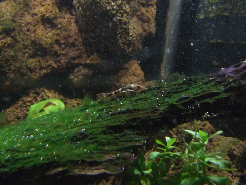 Re New setup [Aquarium Plants] Fishkeeping